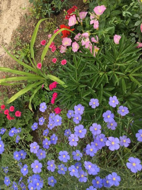 70FABB34-78E5-48D7-90E4-D32D2C539EBA - Flori la balta 2018