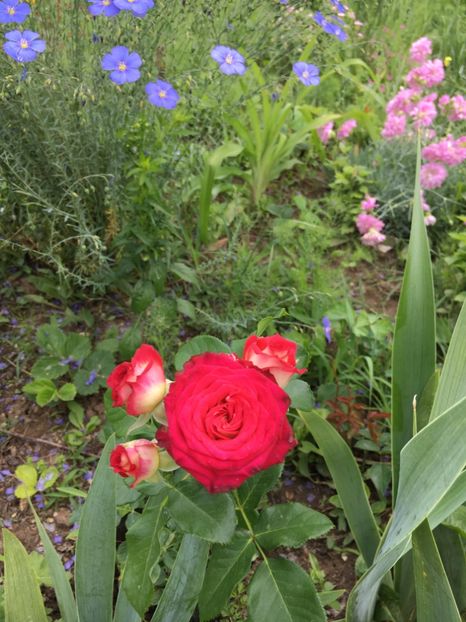 6B777F4A-9B05-41F3-A106-06B2C231E29E - Flori la balta 2018