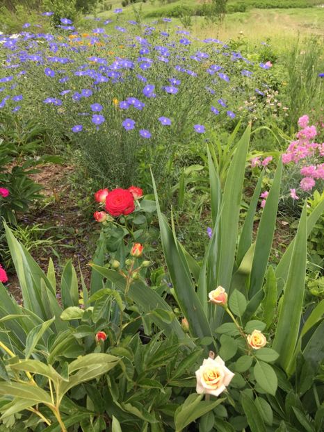 64AED360-6CD9-4694-9F0D-63241D8B72DE - Flori la balta 2018