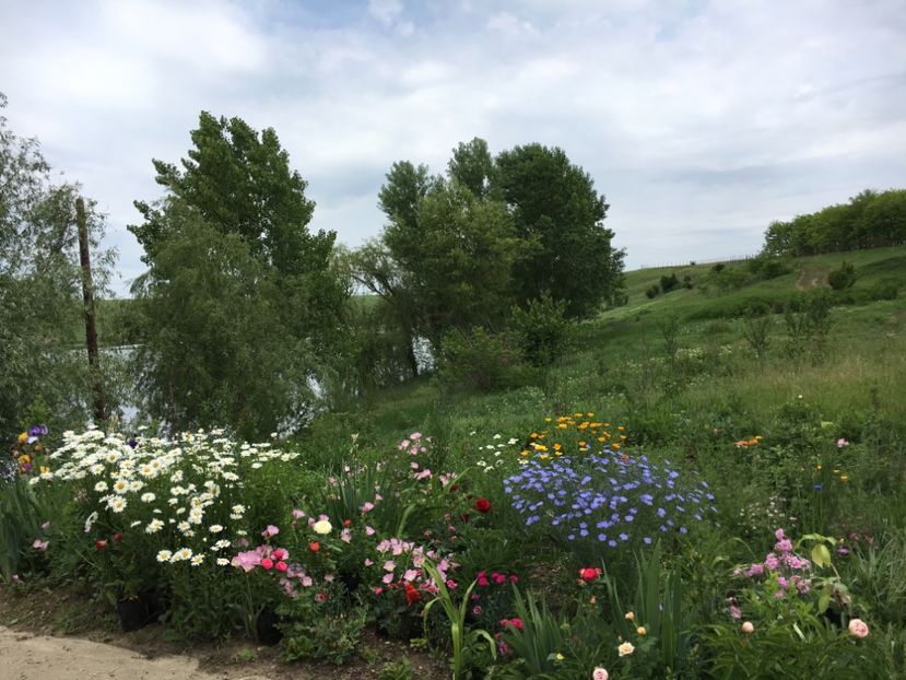 37CA0621-F9B5-4845-90ED-D5C1397C30BE - Flori la balta 2018