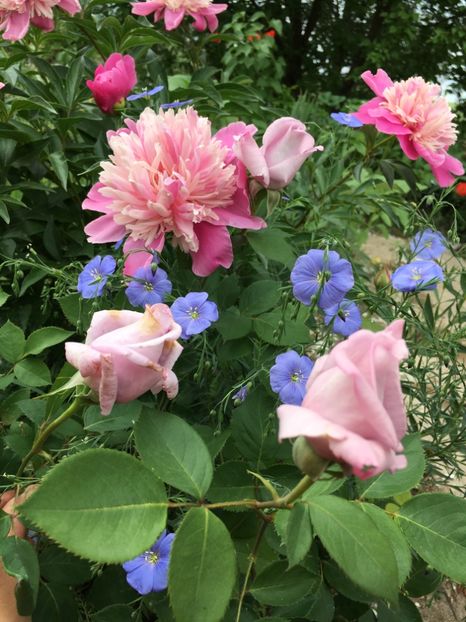 3D65B200-F78D-495E-B504-4277A9039EC6 - Flori la balta 2018