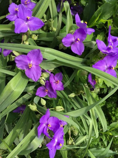 9F7C0A9E-25A2-4F4B-97B2-1E9923079A63 - Flori la balta 2018