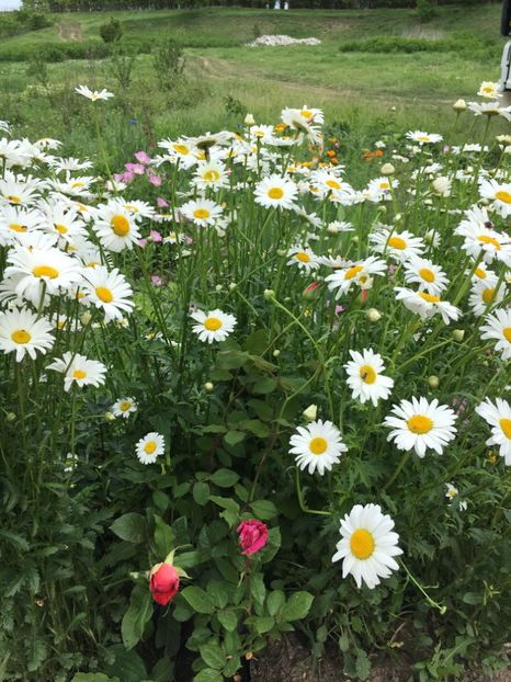 96DC4054-C957-4B51-BDAB-7D40AD4CFB3F - Flori la balta 2018