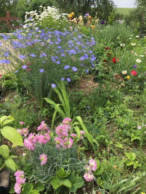 0E207DE8-1A1F-4600-8EF9-34F7FA6A909C - Flori la balta 2018