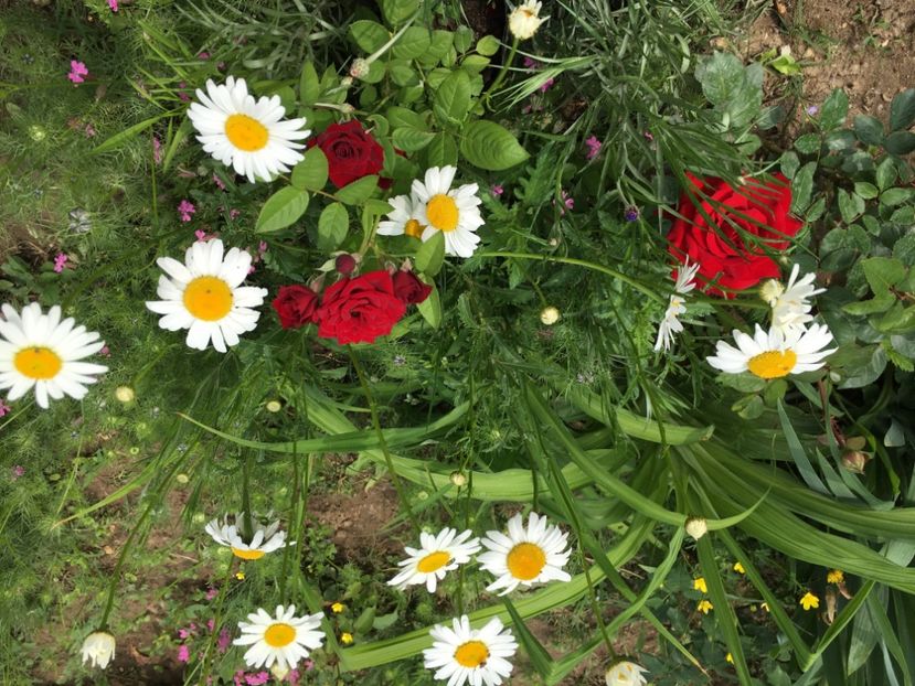 C02397D9-72AF-4C08-93BB-0E6CED606CE1 - Flori la balta 2018