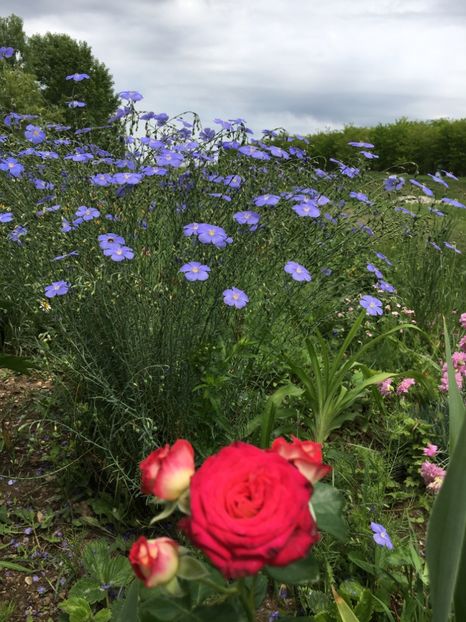 B9423BAE-1EBD-4BE9-8577-AE7B28537591 - Flori la balta 2018