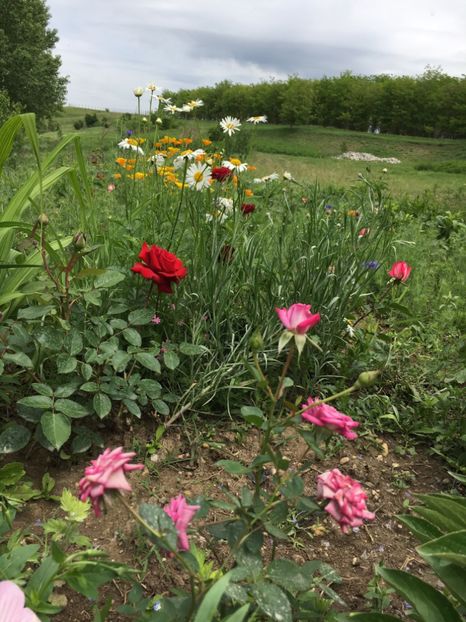 22116408-E0E4-4A72-B25B-6693A8FB3C4B - Flori la balta 2018