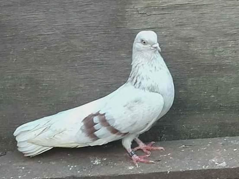 received_1333460203446583 - 1-Argintiu Romanesc