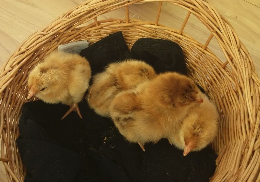 Orange - Pui Plymouth 2018 - 2021