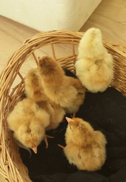 Orange - Pui Plymouth 2018 - 2021