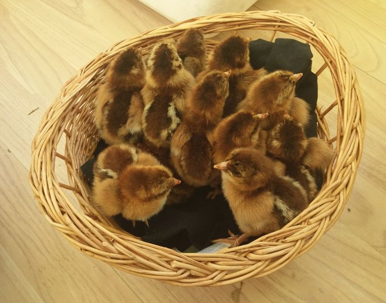 Potarnichiu - Pui Plymouth 2018 - 2021