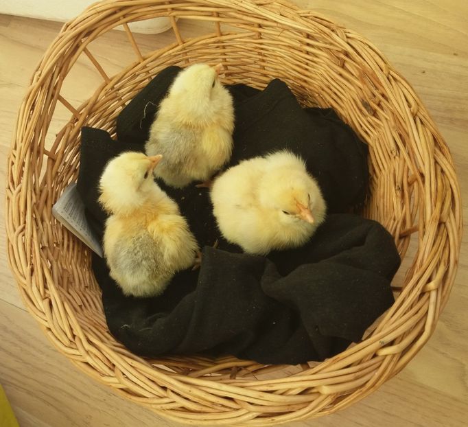 Columbian - 7 Plymouth rock Columbian 2018 -2021