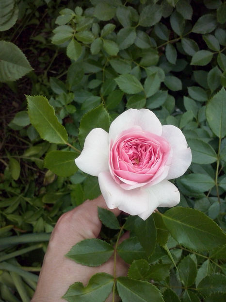 CAM00892 - Trandafiri 2018 - II