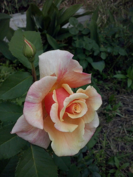 CAM00923 - Trandafiri 2018 - II