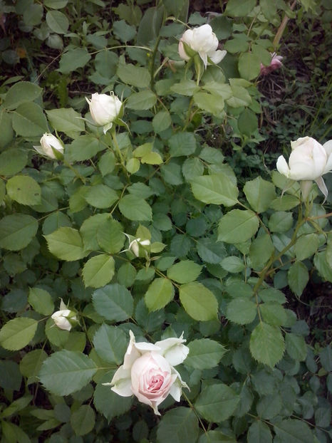 CAM00950 - Trandafiri 2018 - II