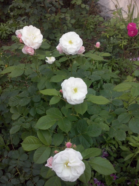 CAM00961 - Trandafiri 2018 - II