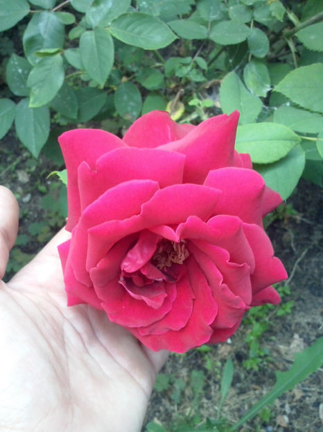 CAM00983 - Trandafiri 2018 - II