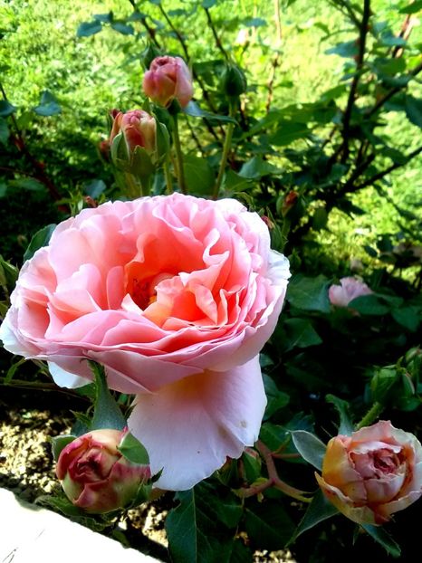  - Gradina luna mai 2018