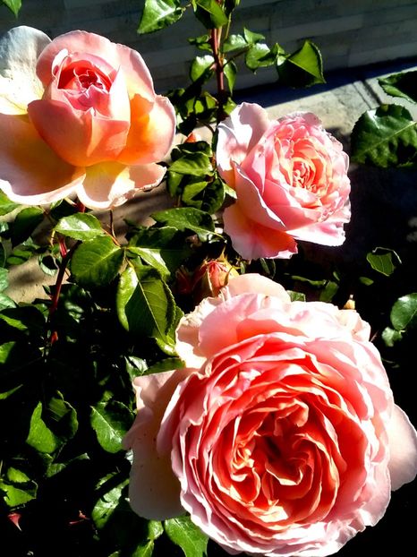  - Gradina luna mai 2018