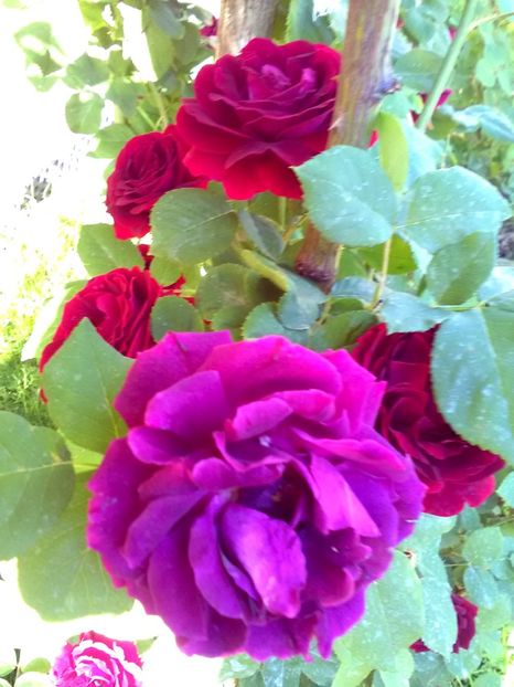  - Gradina luna mai 2018