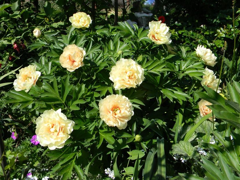 Canary brilliants - 1-0 Favoritele gradinii mele