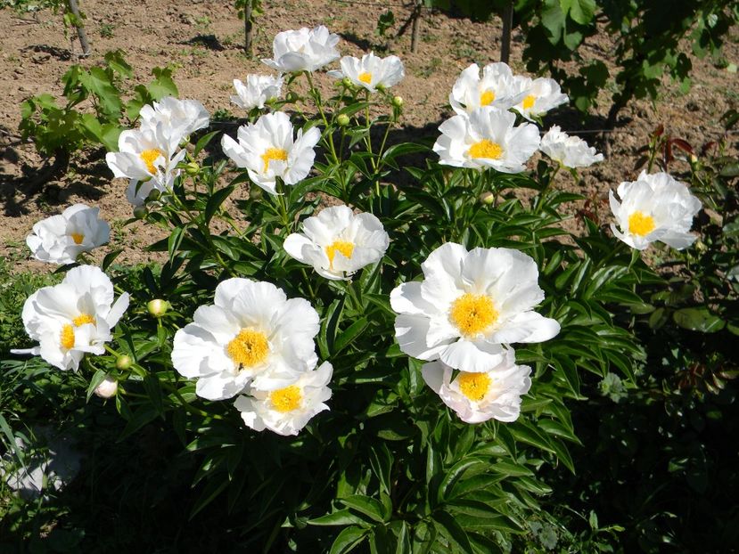 krinkled white - 1-0 Favoritele gradinii mele