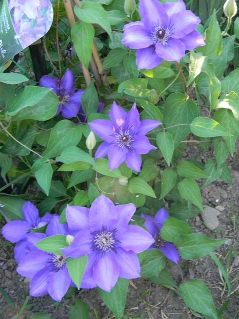 Esther - Clematite 2018
