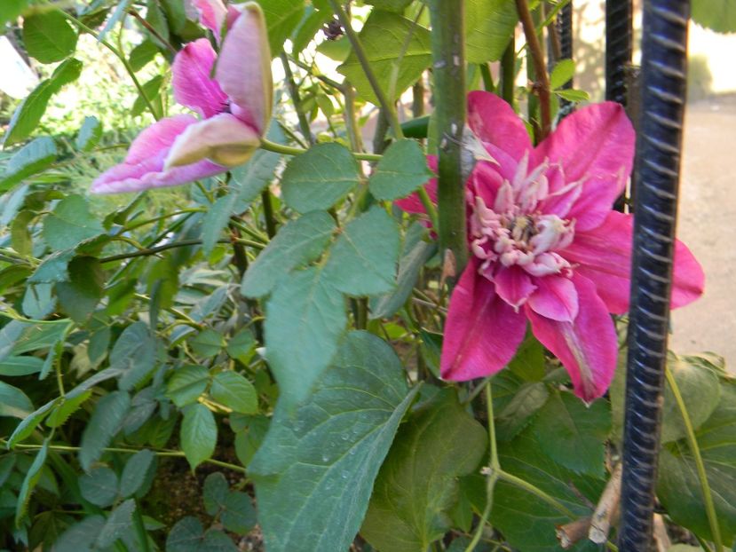 My darling - Clematite 2018