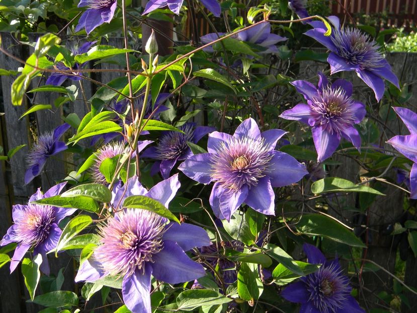 Multi blue - Clematite 2018