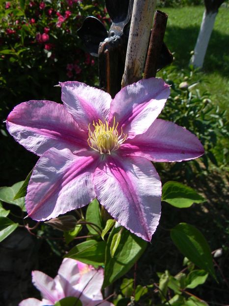 Lasting love - Clematite 2018