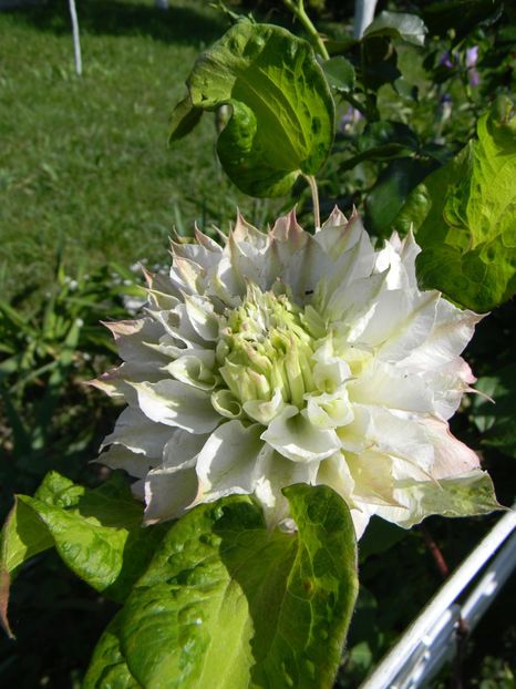 Midori - Clematite 2018