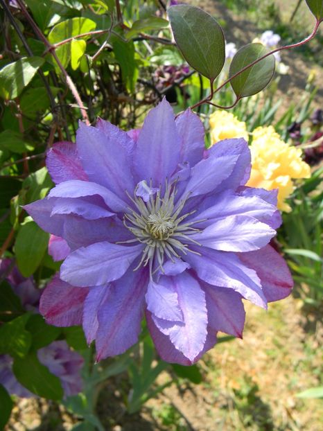 Rgamuffin - Clematite 2018