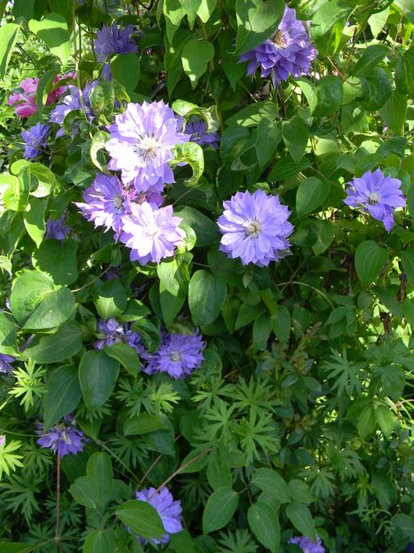 Teshio - Clematite 2018