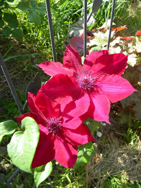 Nubia - Clematite 2018