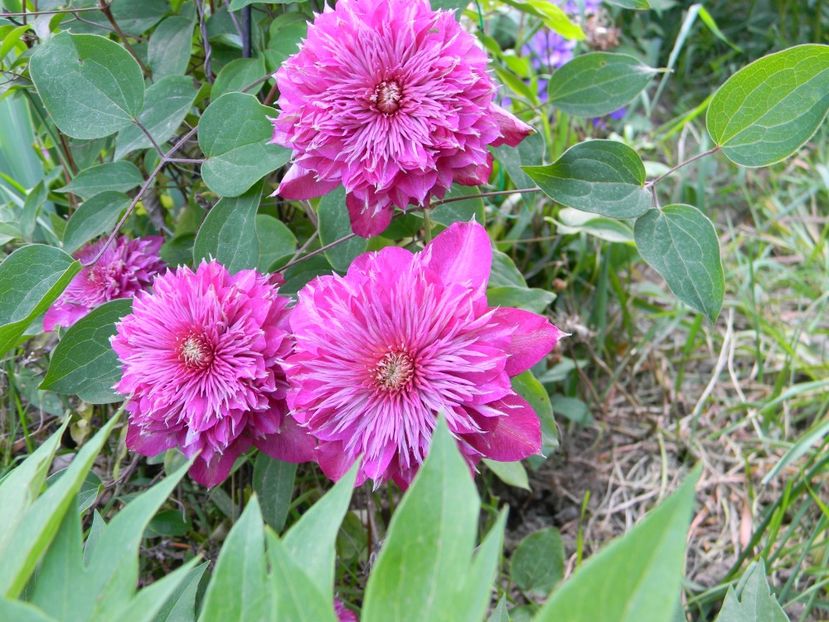 Kaiser - Clematite 2018