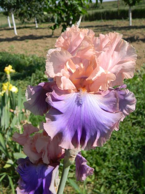 Florentine silk - Irisi 2018