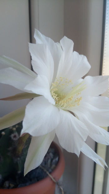 13.05.2018 - Echinopsis subdenudata