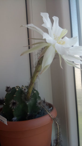 13.05.2018 - Echinopsis subdenudata