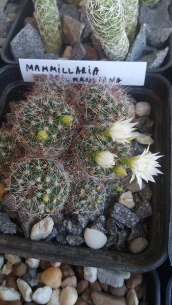 13.05.2018 - Mammillaria zeilmanniana v albiflora