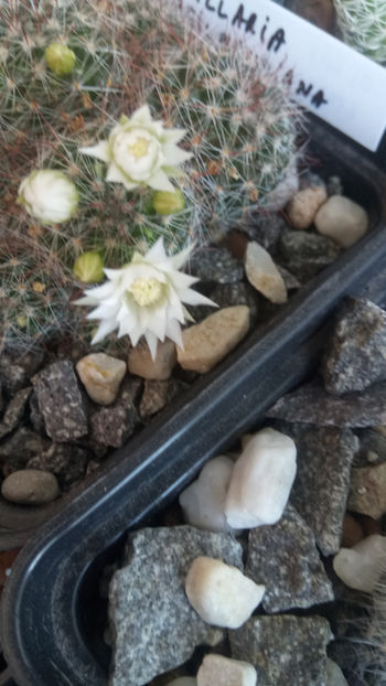 13.05.2018 - Mammillaria zeilmanniana v albiflora