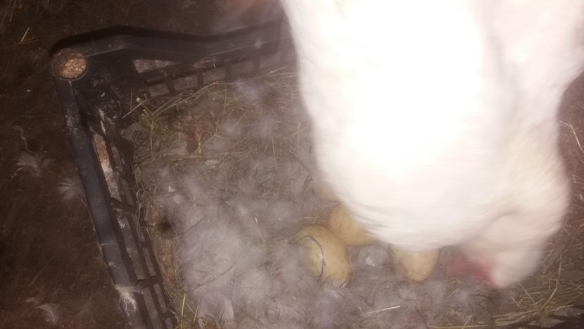  - 002 A doua cloşca