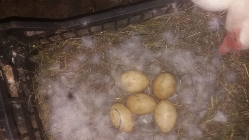 nu stiu de ce s-au ingalbenit... - 002 A doua cloşca