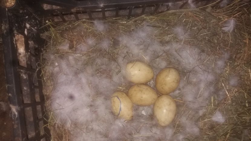  - 002 A doua cloşca