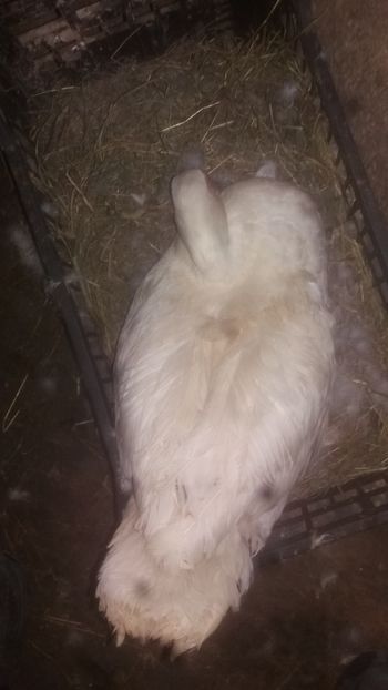  - 002 A doua cloşca