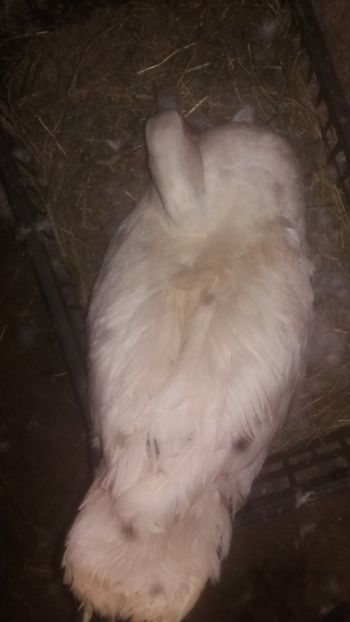  - 002 A doua cloşca