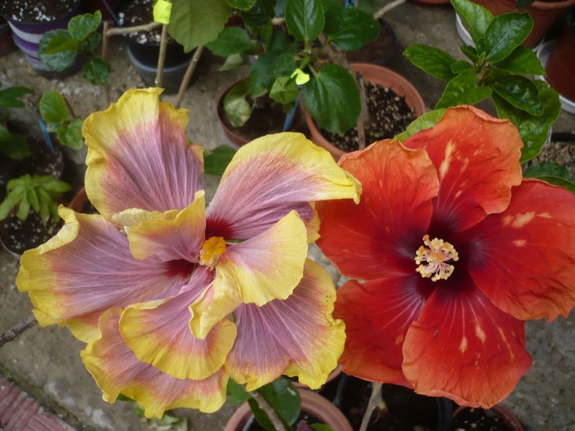P1370034 - HIBISCUSI 2018-1