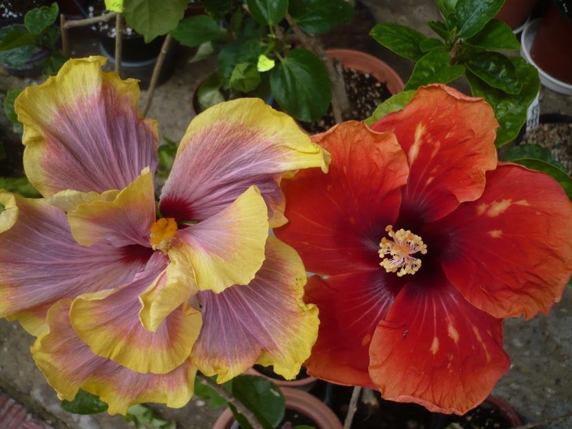 P1370035 - HIBISCUSI 2018-1