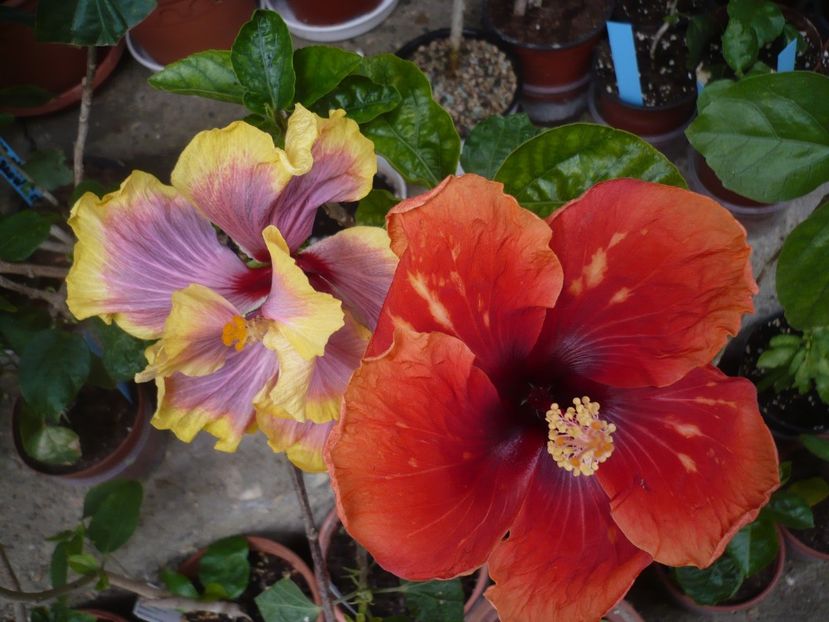 P1370036 - HIBISCUSI 2018-1