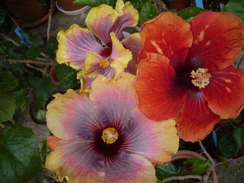 P1370037 - HIBISCUSI 2018-1
