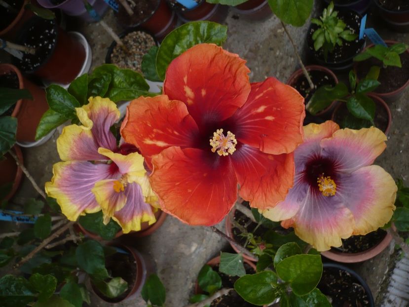 P1370038 - HIBISCUSI 2018-1
